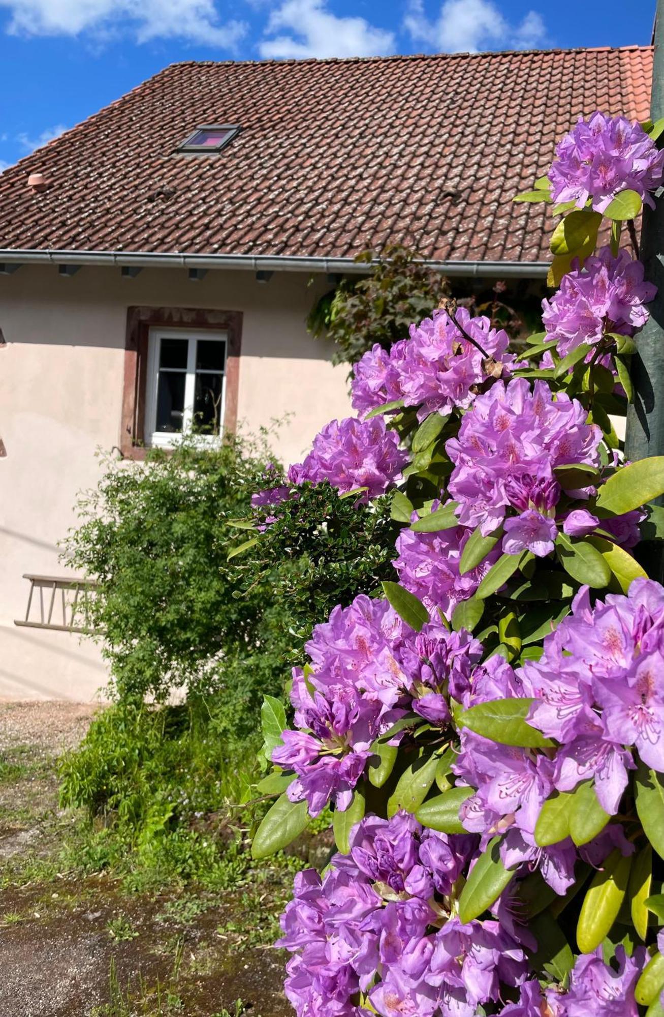 Maison D'Hotes Des Mondfaenger Meisenthal Buitenkant foto